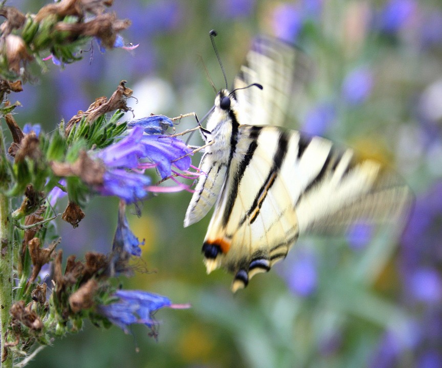 iphiclides podalirius per gli amici podalirio